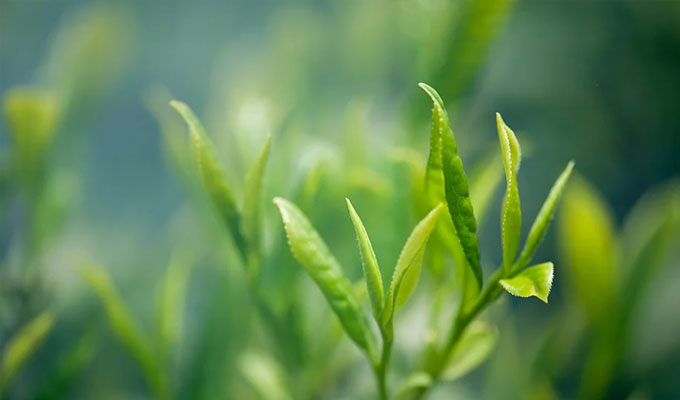 你了解茶叶最佳的冲泡方法吗？